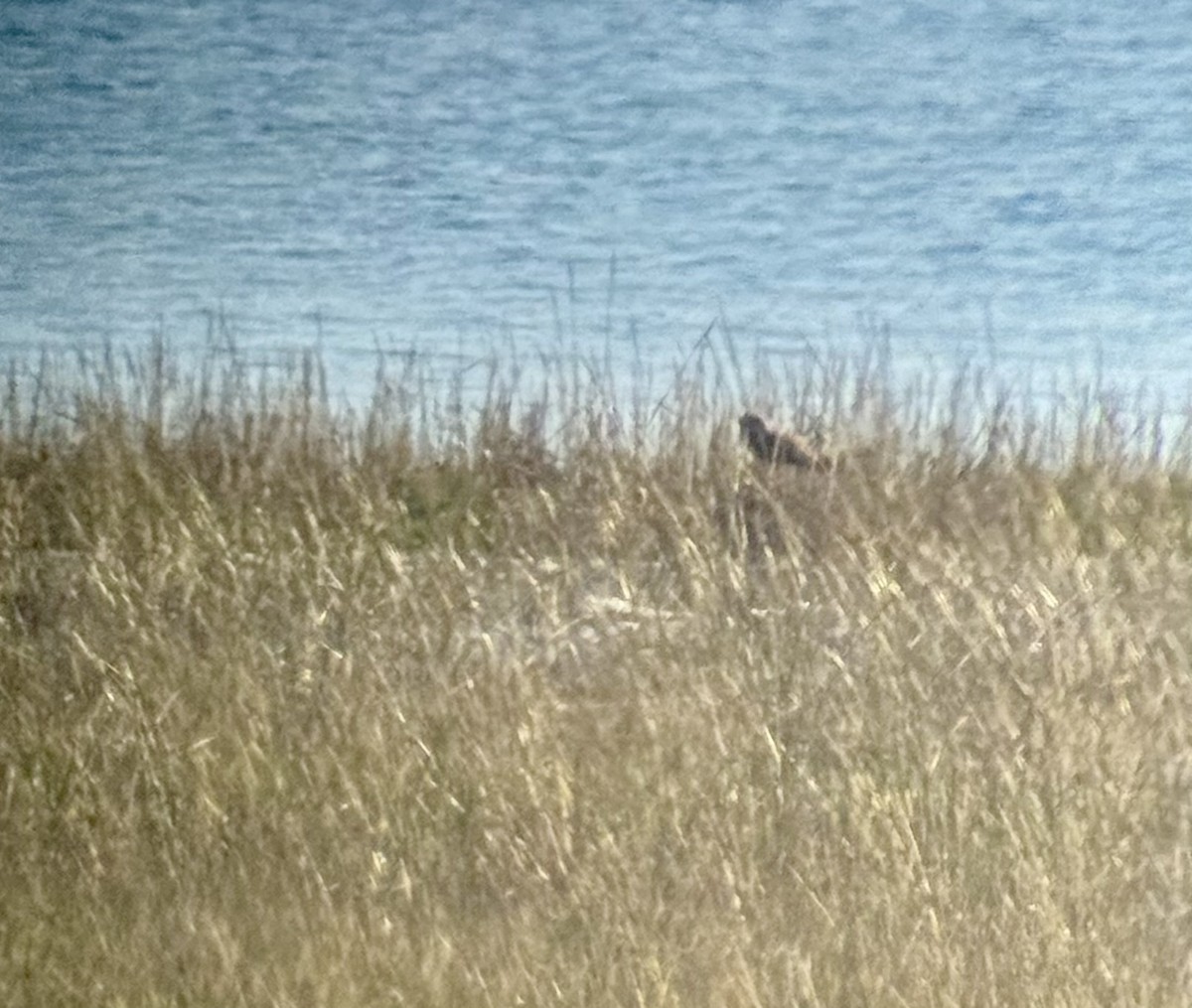 Short-eared Owl - ML644951916