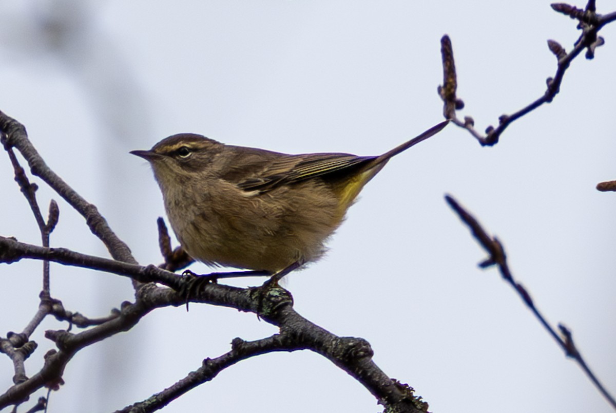 Palm Warbler - ML644951927