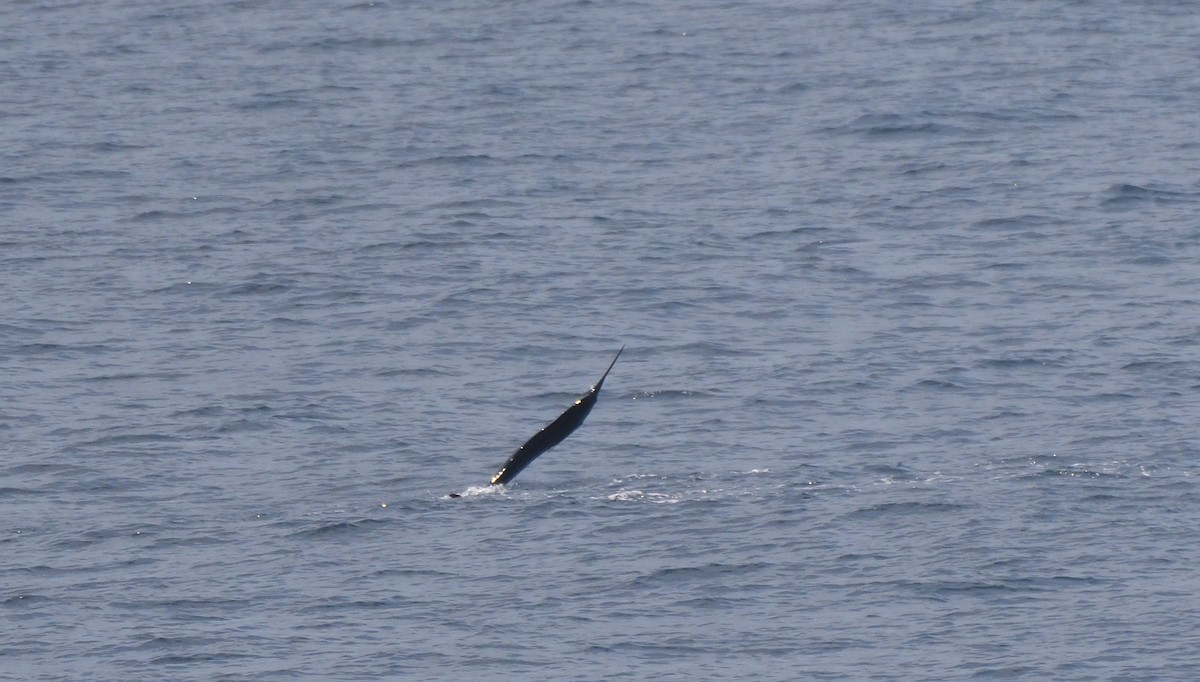 Marlin negro - ML644951930