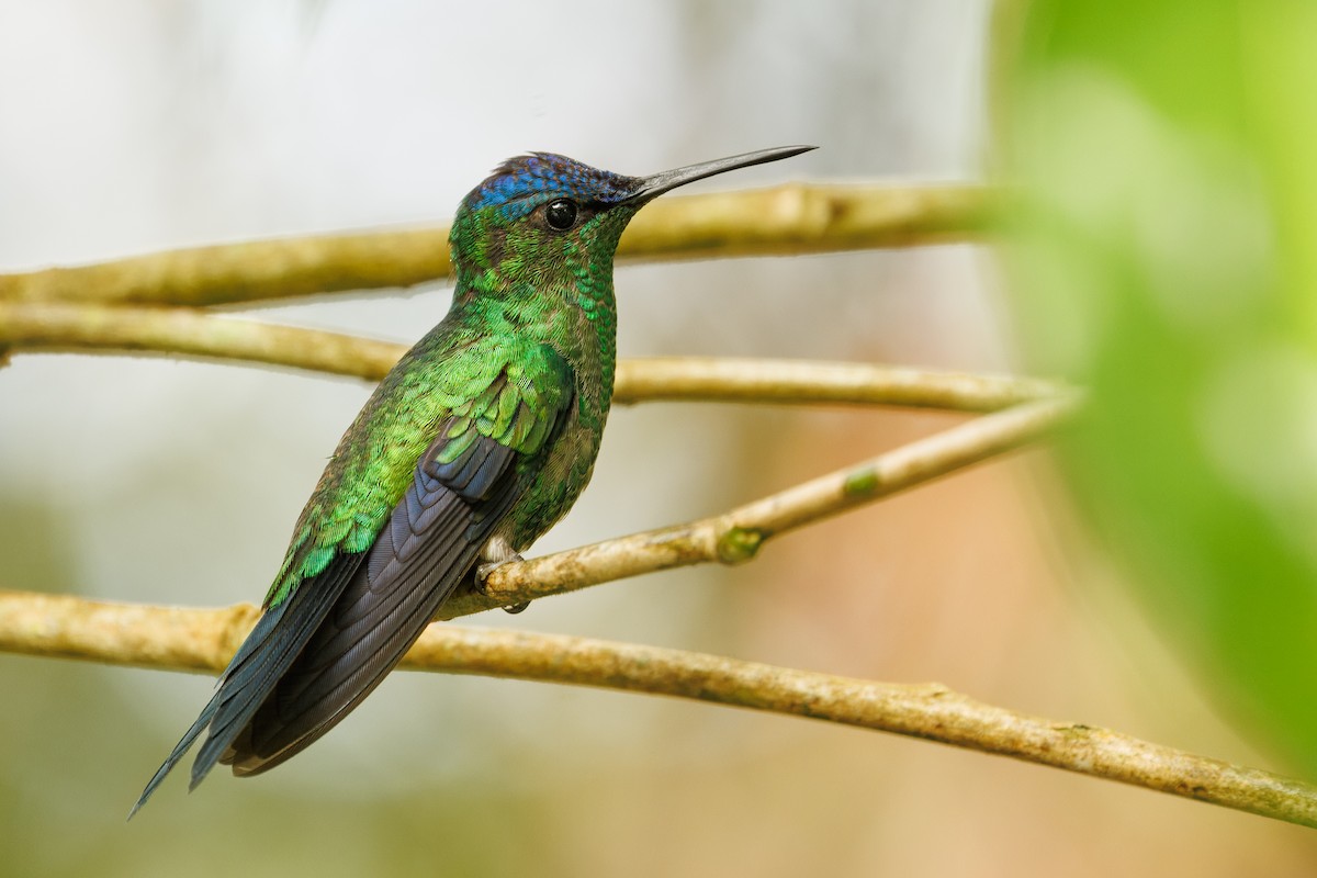 Violet-capped Woodnymph - ML644951932