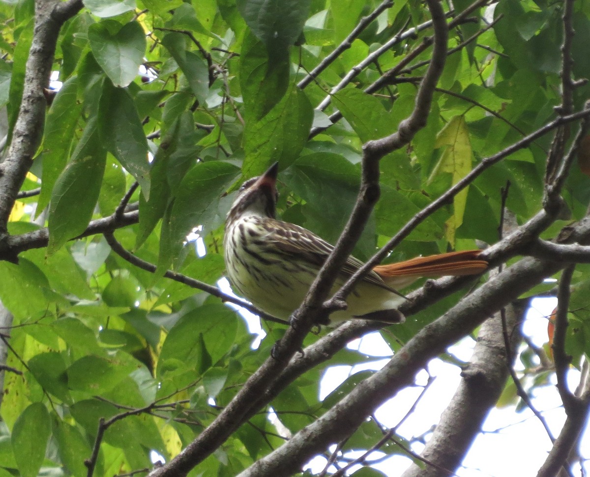 Sulphur-bellied Flycatcher - ML644951939
