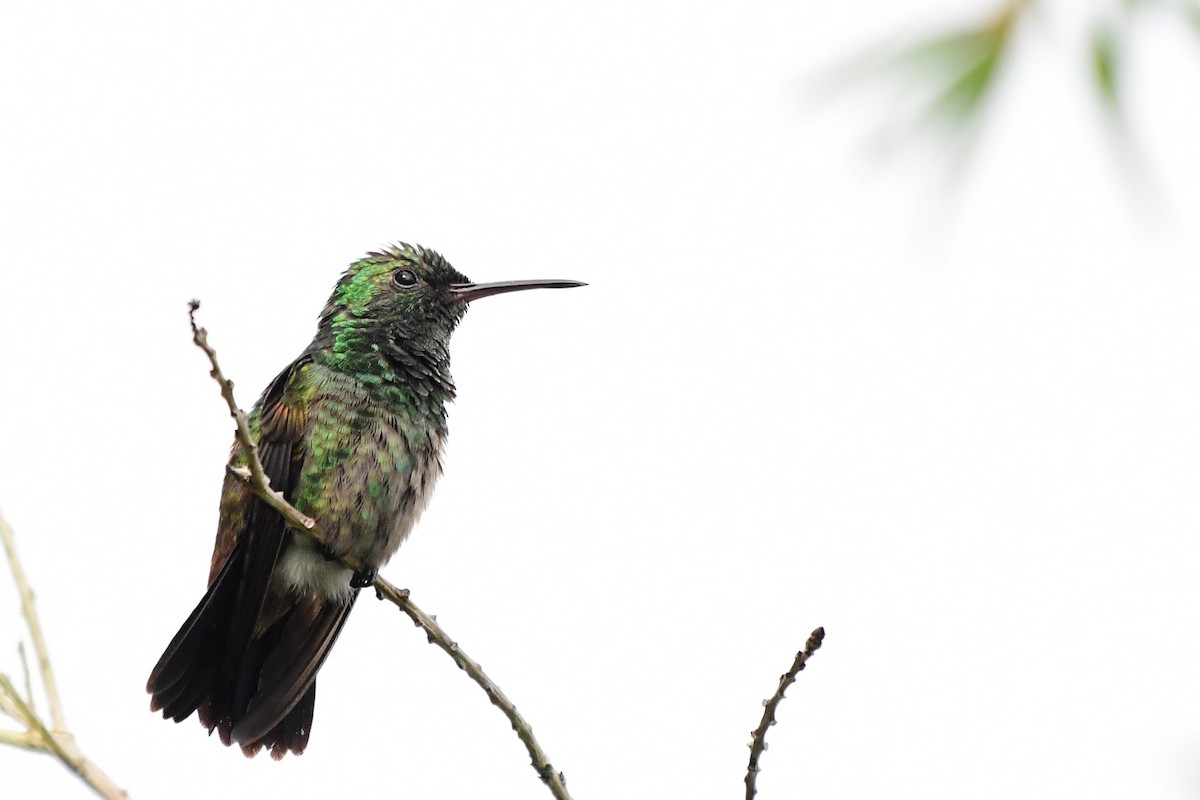 Copper-rumped Hummingbird - ML644951940