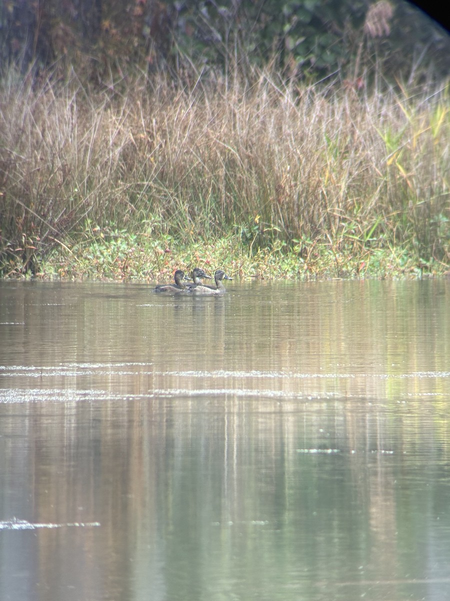 Ring-necked Duck - ML644951966
