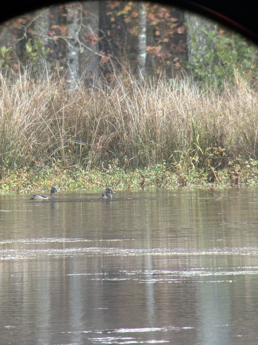 Ring-necked Duck - ML644951967