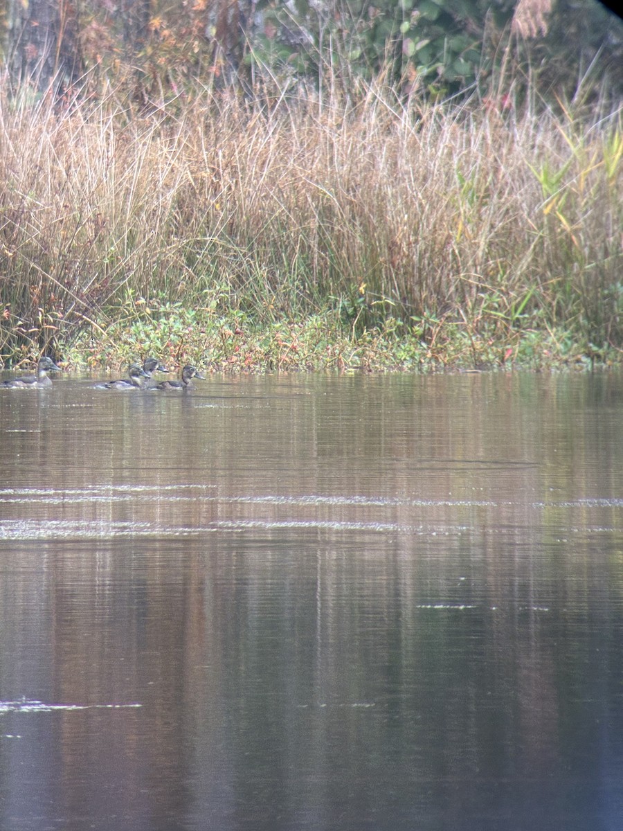 Ring-necked Duck - ML644951968