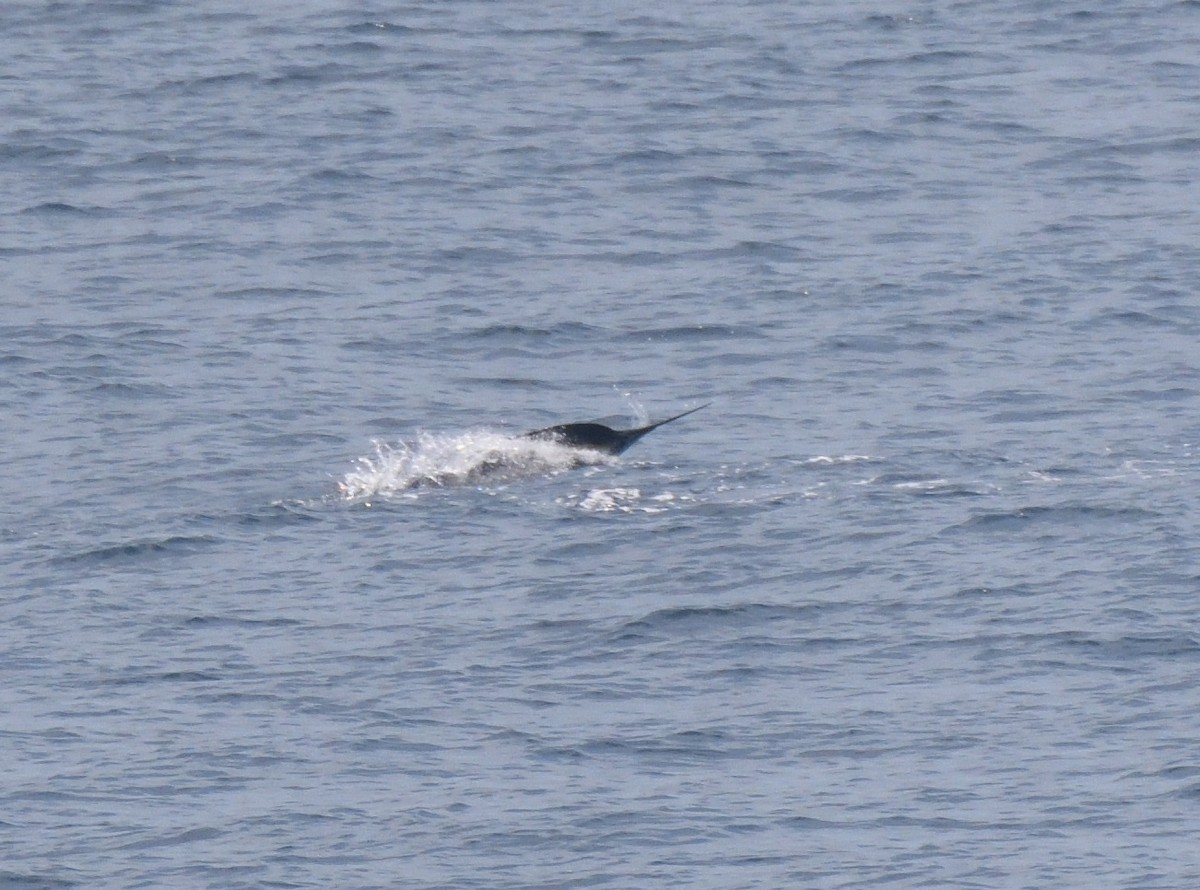 Marlin negro - ML644951970