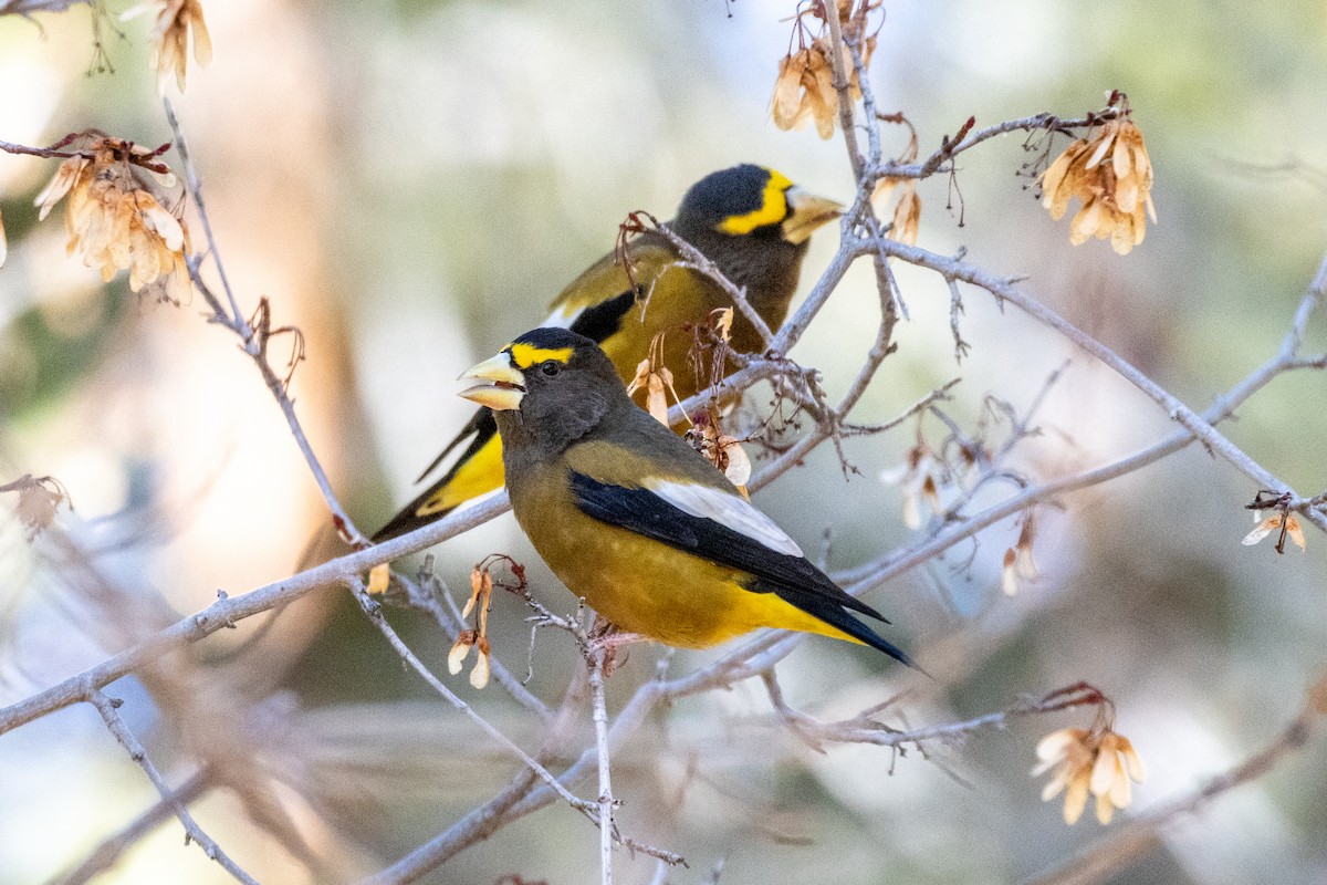 Evening Grosbeak - ML644951971