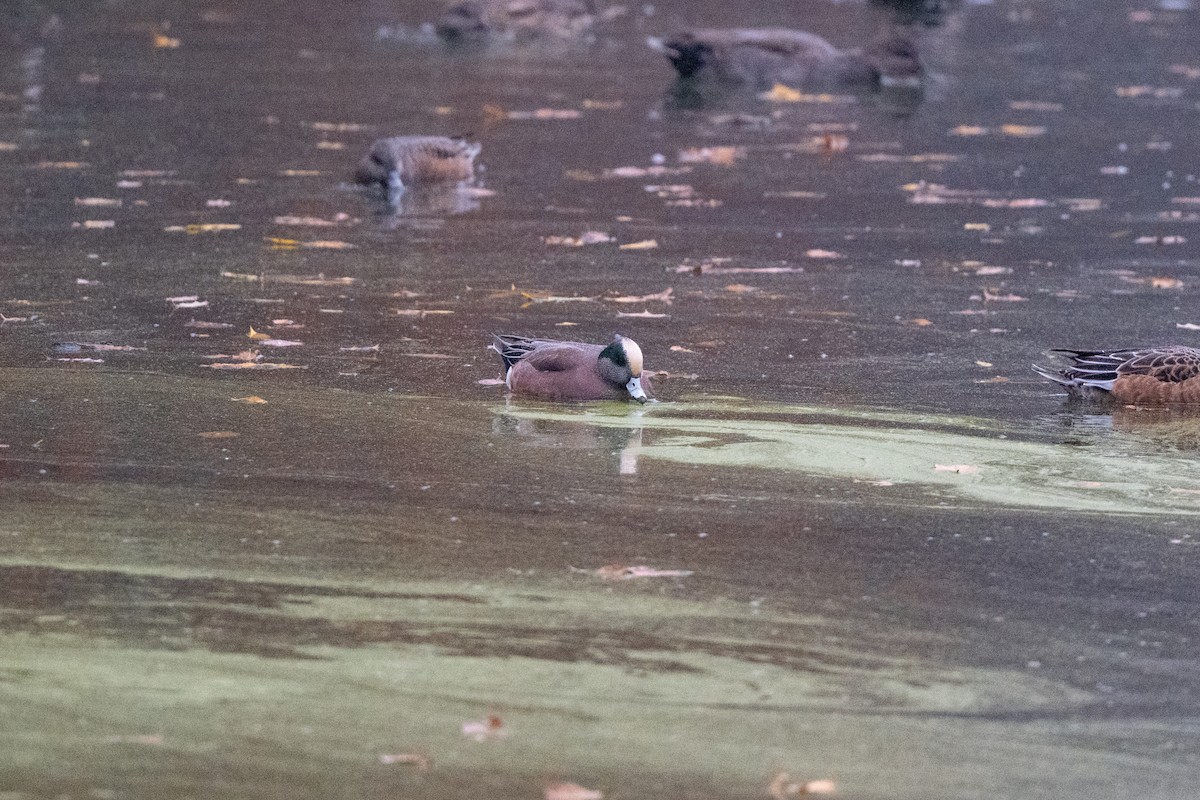 American Wigeon - ML644951982