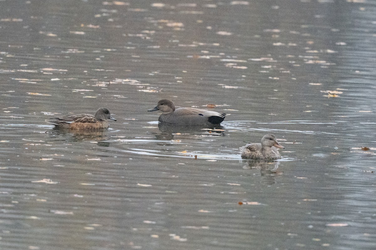 Gadwall - ML644951987
