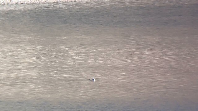 tanımsız Gavia sp. - ML644951990