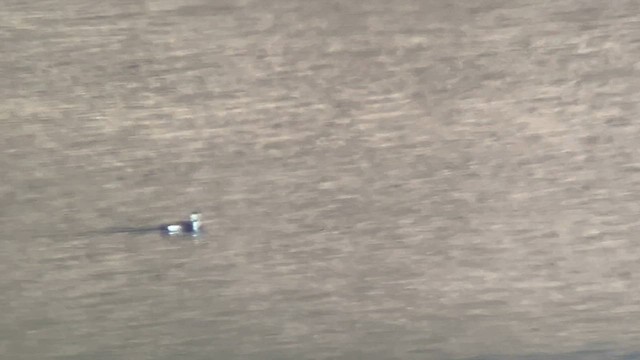 tanımsız Gavia sp. - ML644951991