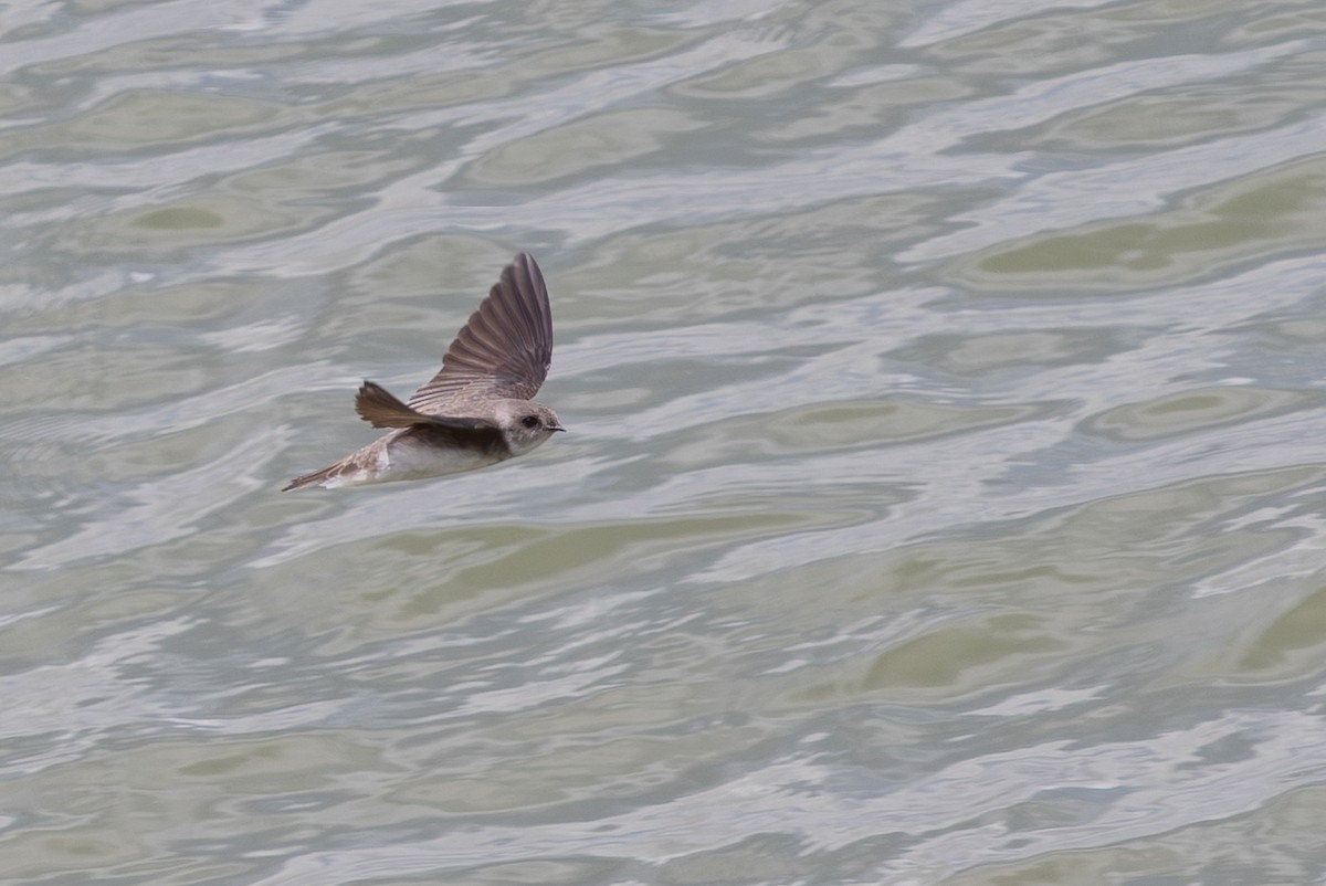 Ластівка бліда - ML644951997