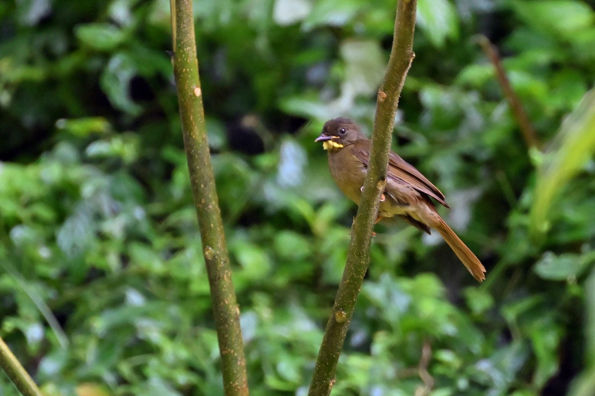 Yellow-whiskered Greenbul - ML644951998