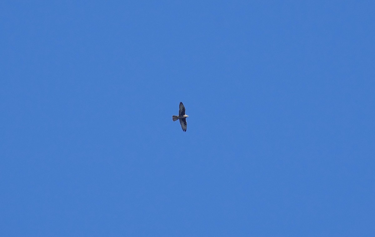 Балобан - ML644952003