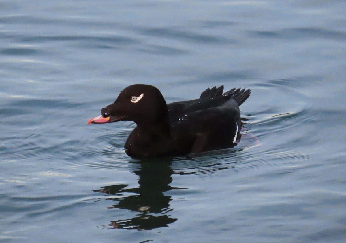 アメリカビロードキンクロ - ML644952005