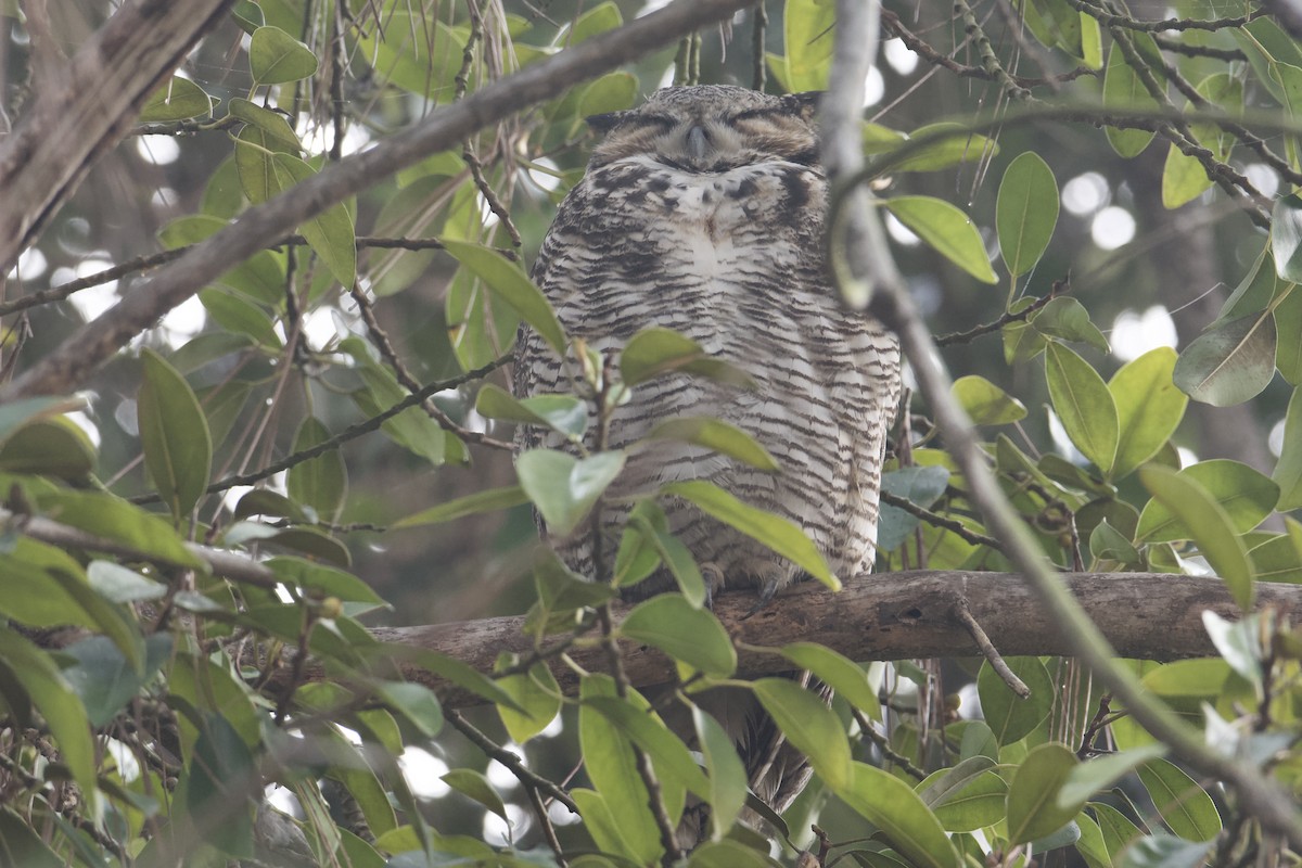 Great Horned Owl - ML644952006
