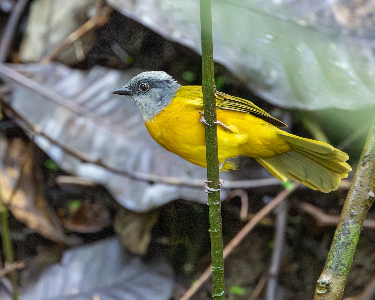 Gray-headed Tanager (Gray-crested) - ML644952016