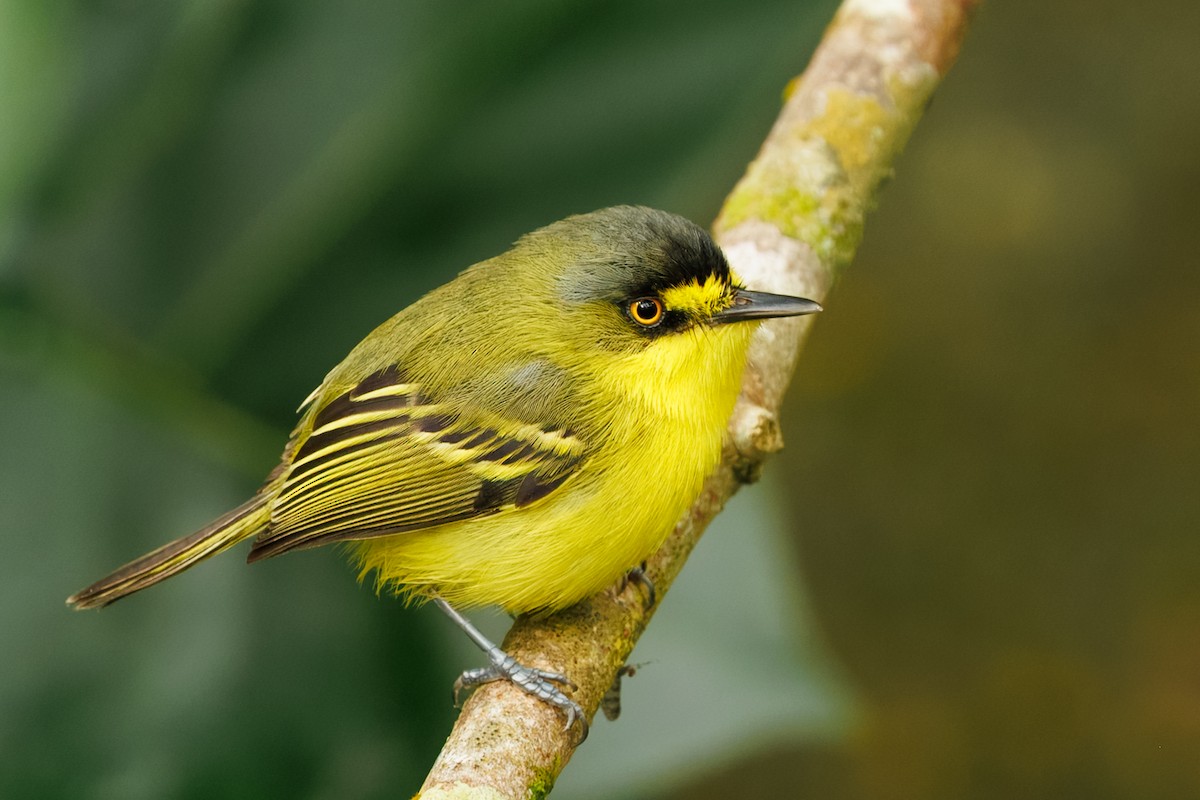 Gray-headed Tody-Flycatcher - ML644952021