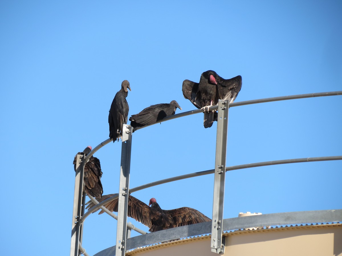 Чёрная катарта - ML644952023