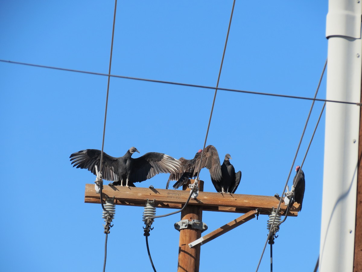 Чёрная катарта - ML644952024