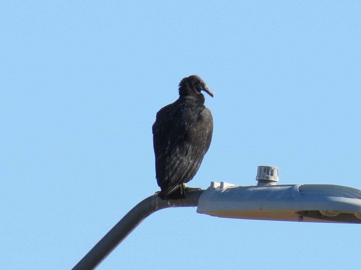 Чёрная катарта - ML644952025