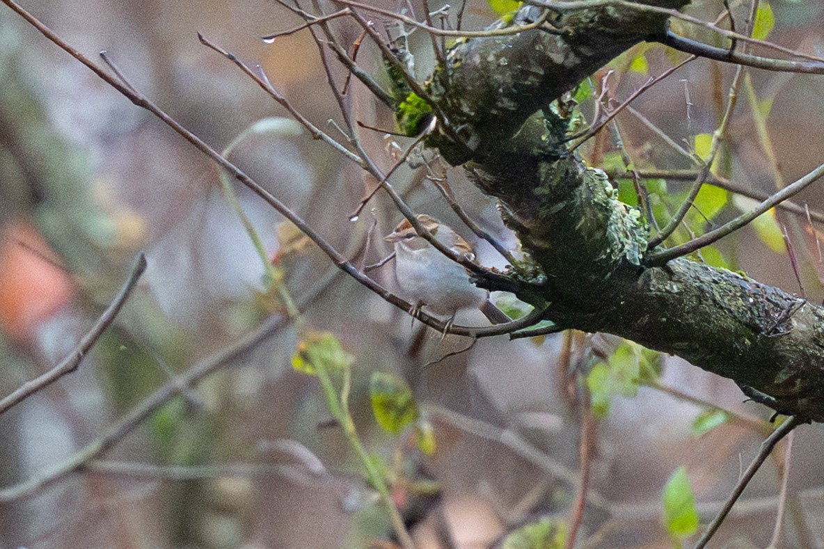 Chipping Sparrow - ML644952028