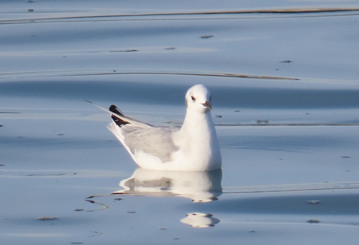 ボナパルトカモメ - ML644952039