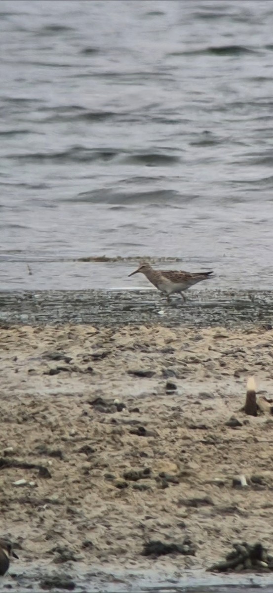 חופית כהת-חזה - ML644952042