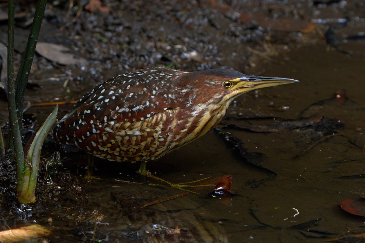 Schrenck's Bittern - ML644952047