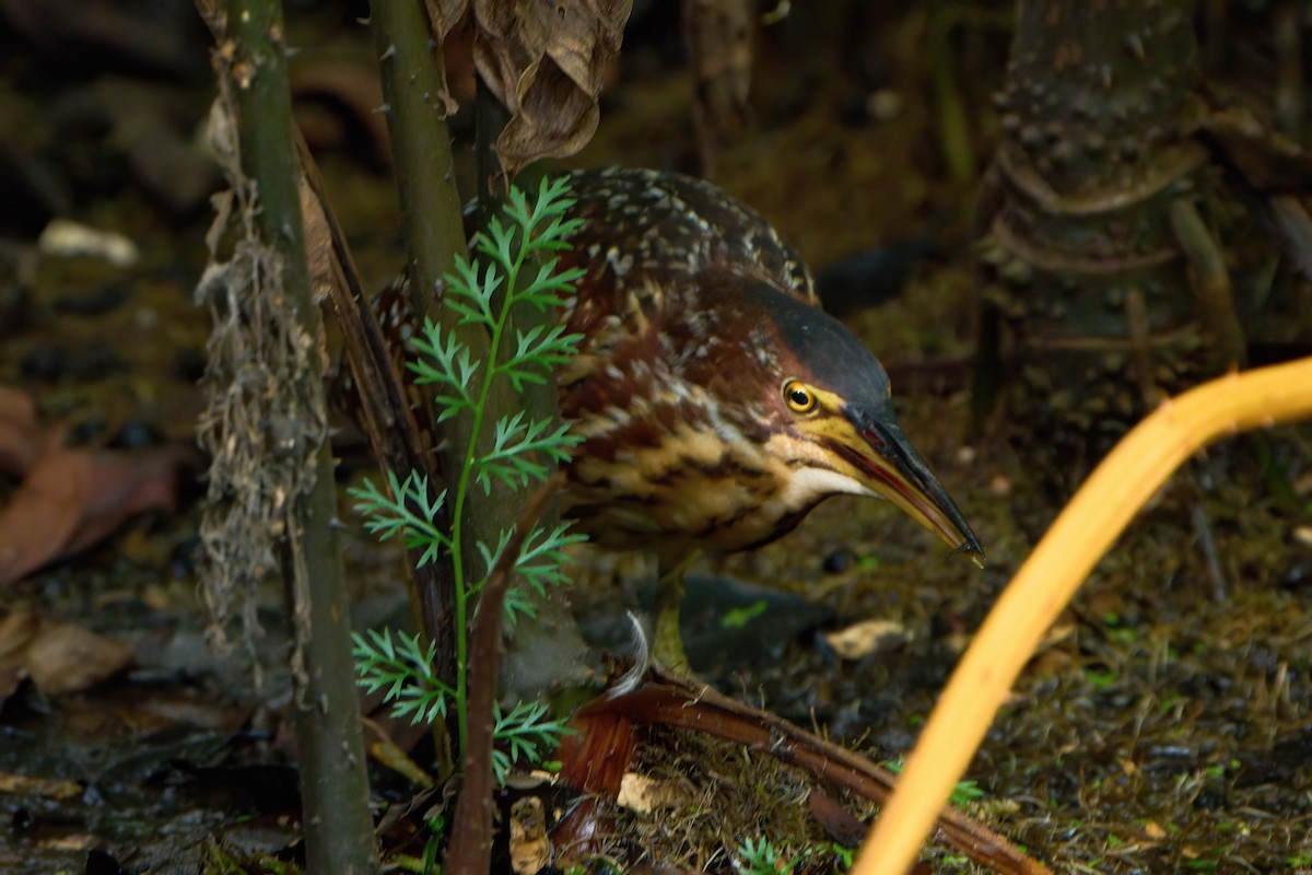 Schrenck's Bittern - ML644952048