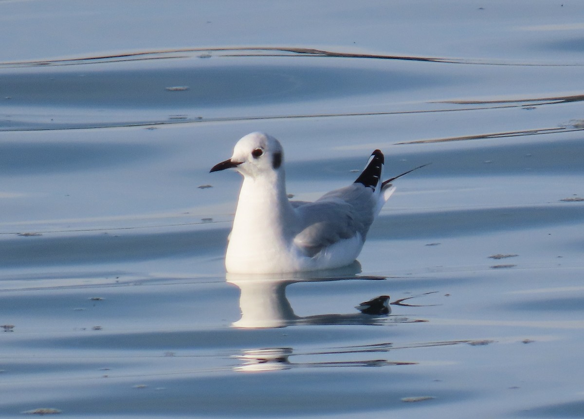 ボナパルトカモメ - ML644952049