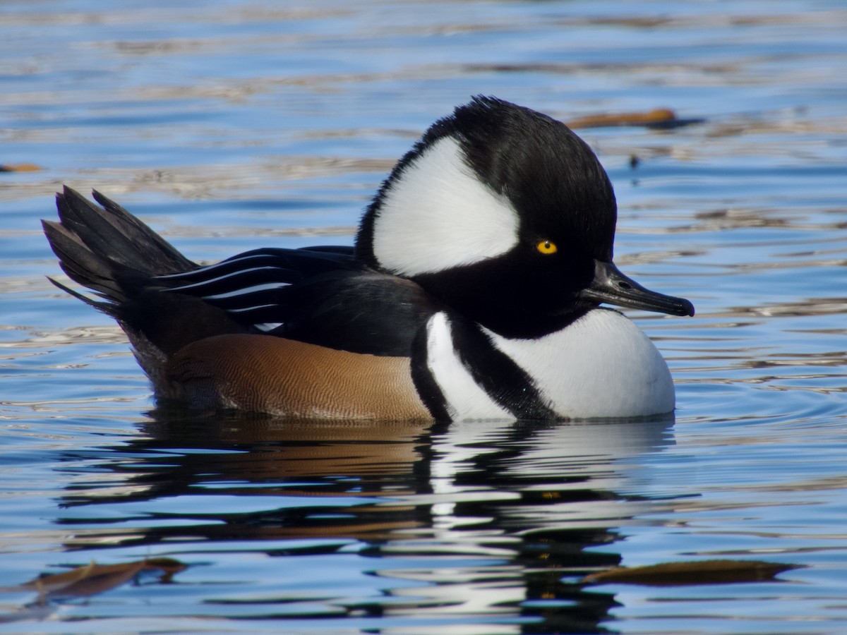 Hooded Merganser - ML644952067