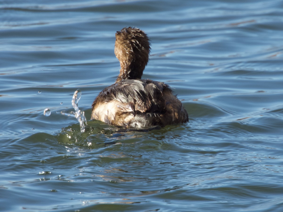 Pied-billed Grebe - ML644952080