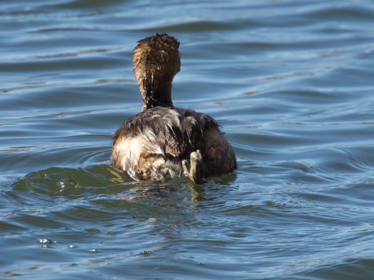 Pied-billed Grebe - ML644952081