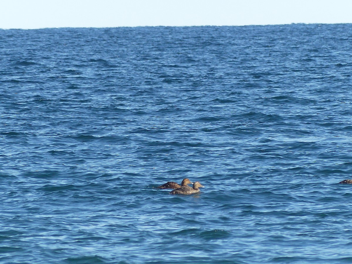 Common Eider - ML644952083