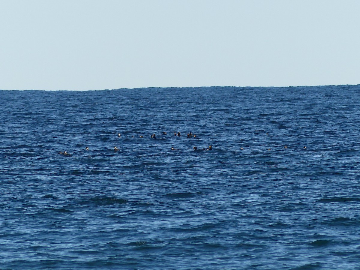 Black Scoter - ML644952085