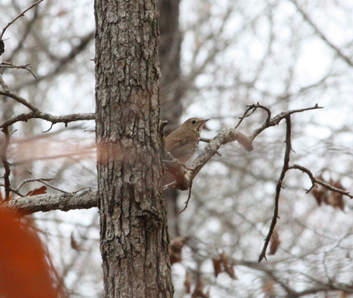 Hermit Thrush - ML644952100