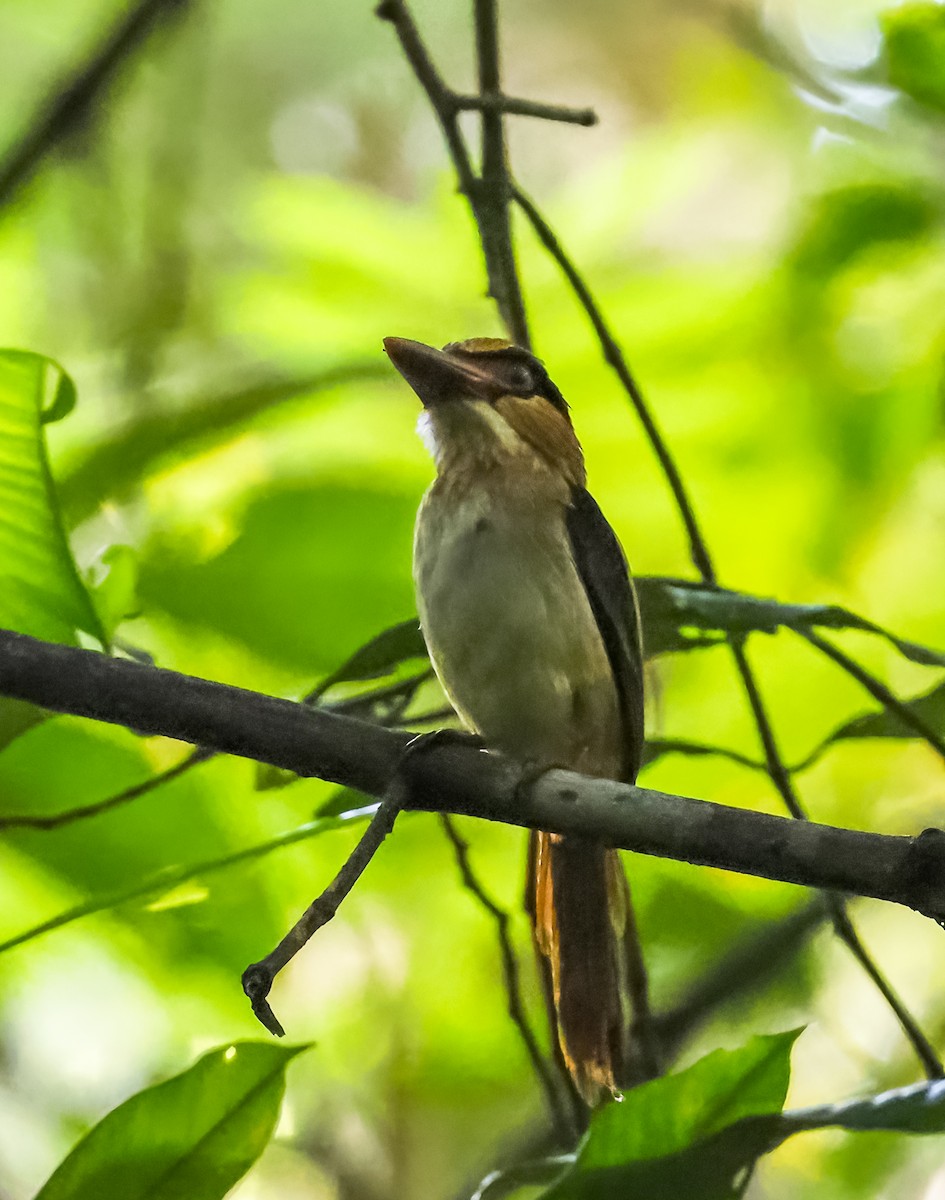 Sulawesi Lilac Kingfisher - ML644952103