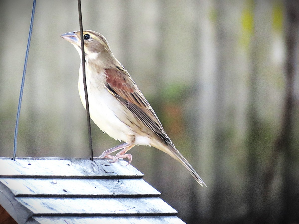 Dickcissel - ML644952104