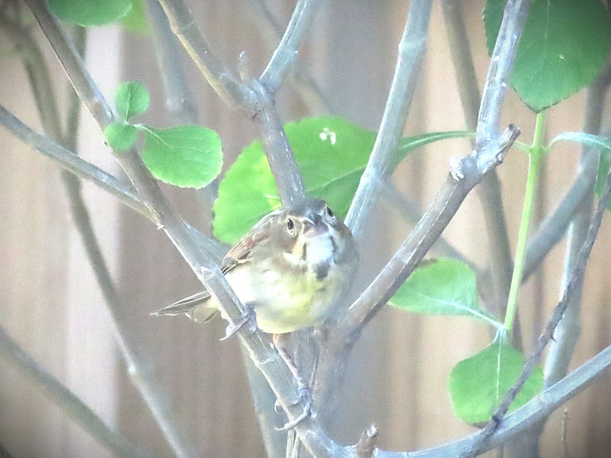 Dickcissel - ML644952105