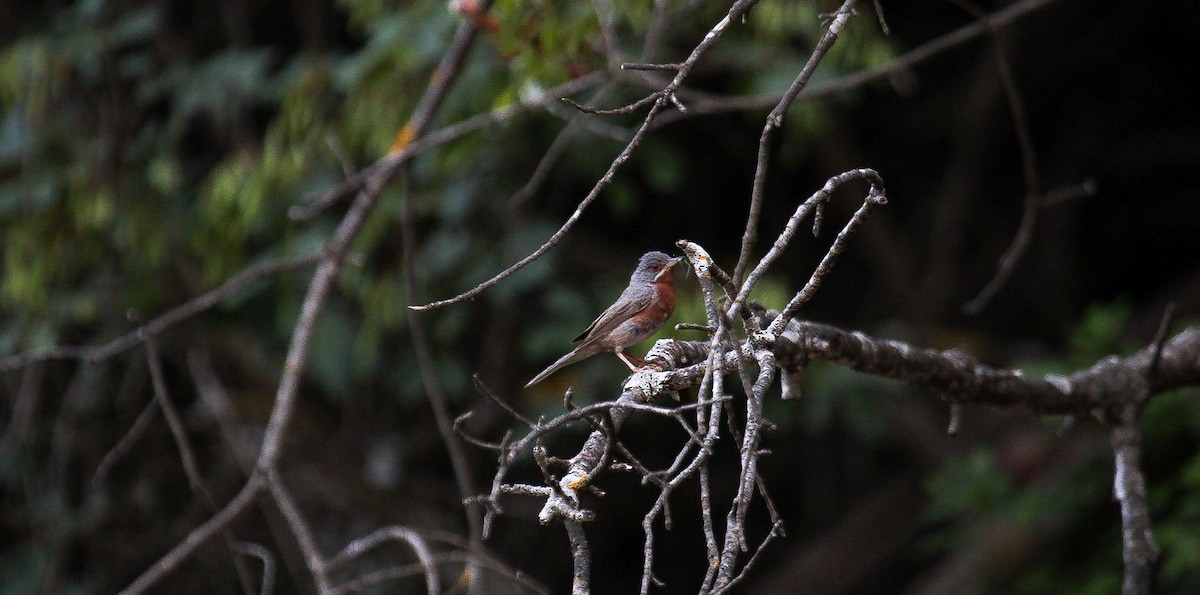 Curruca Carrasqueña Oriental - ML644952106