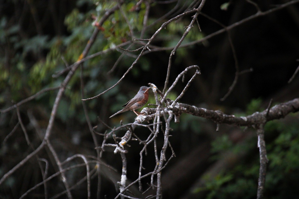 Curruca Carrasqueña Oriental - ML644952107