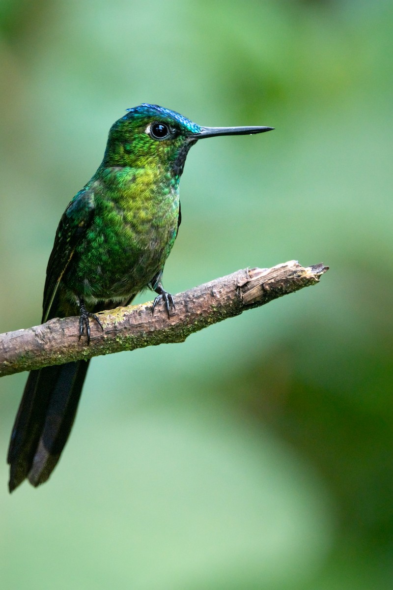 Green-crowned Brilliant - ML644952110