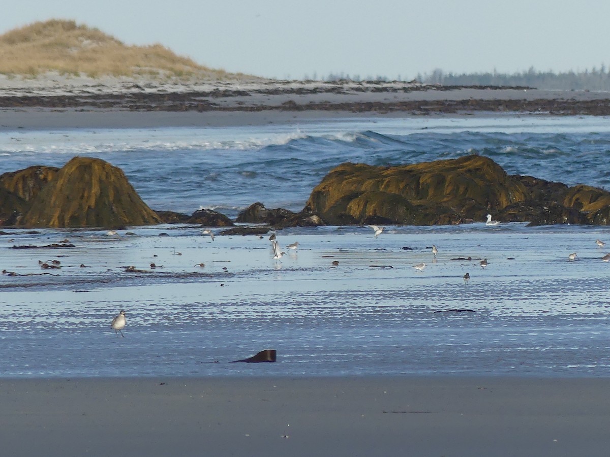 Гурвалж элсэг - ML644952111