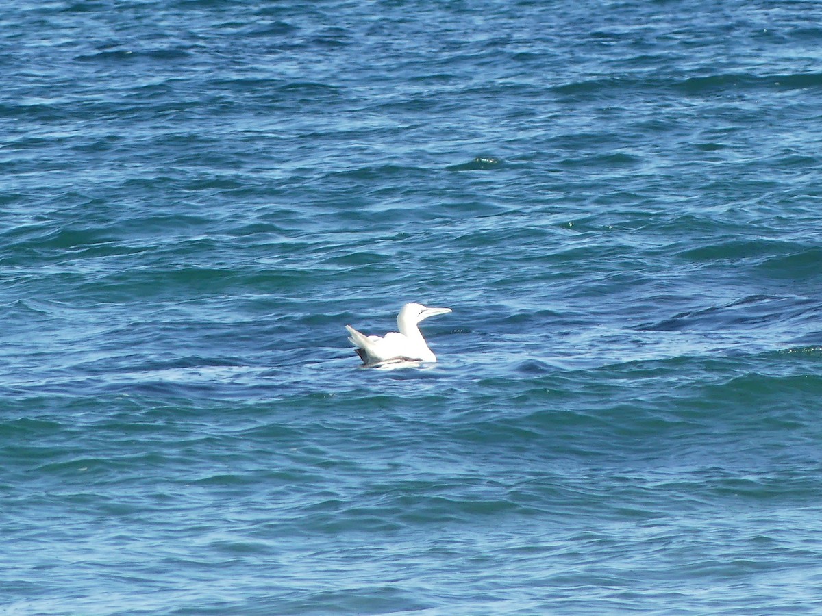 Northern Gannet - ML644952120