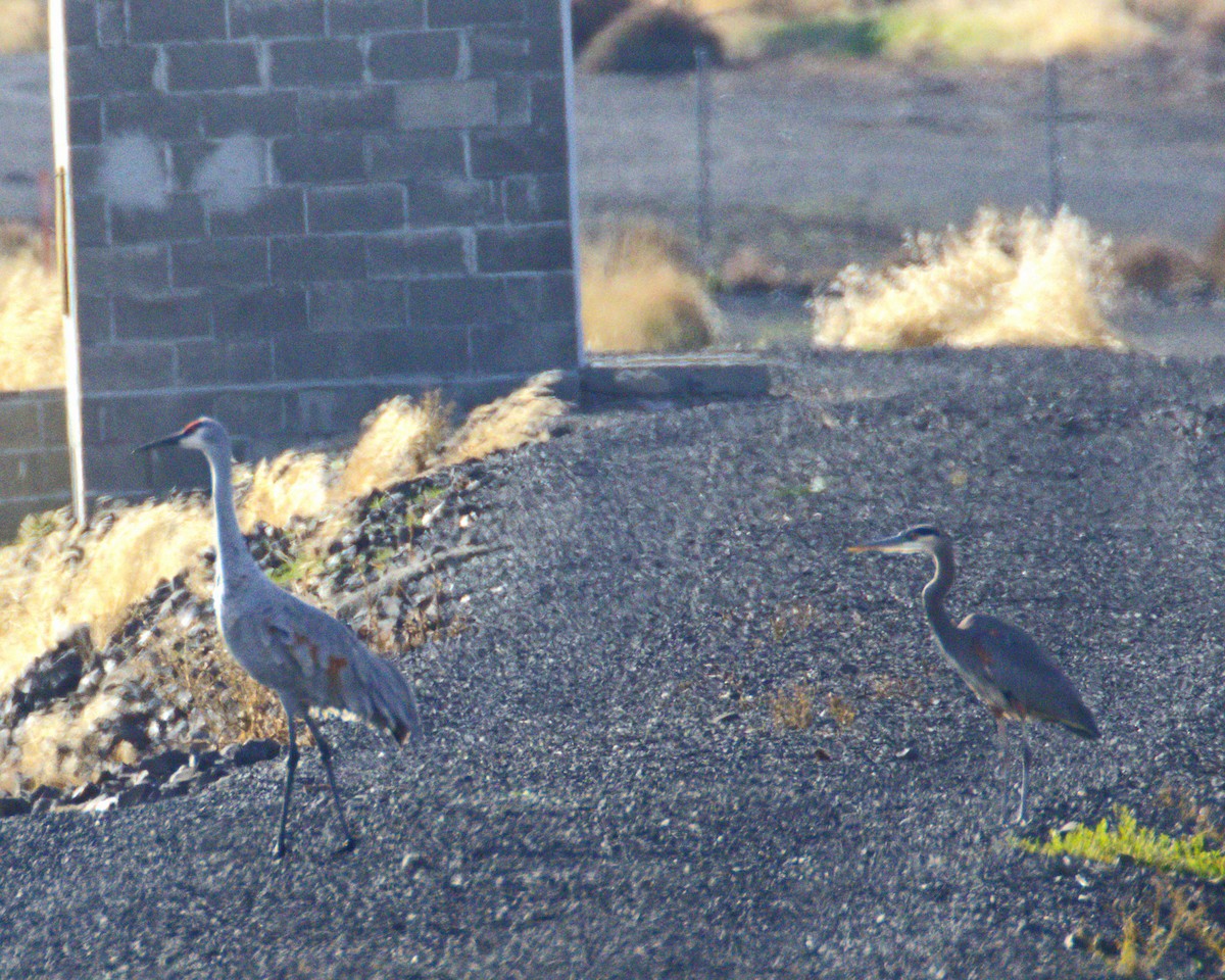 Sandhill Crane - ML644952125