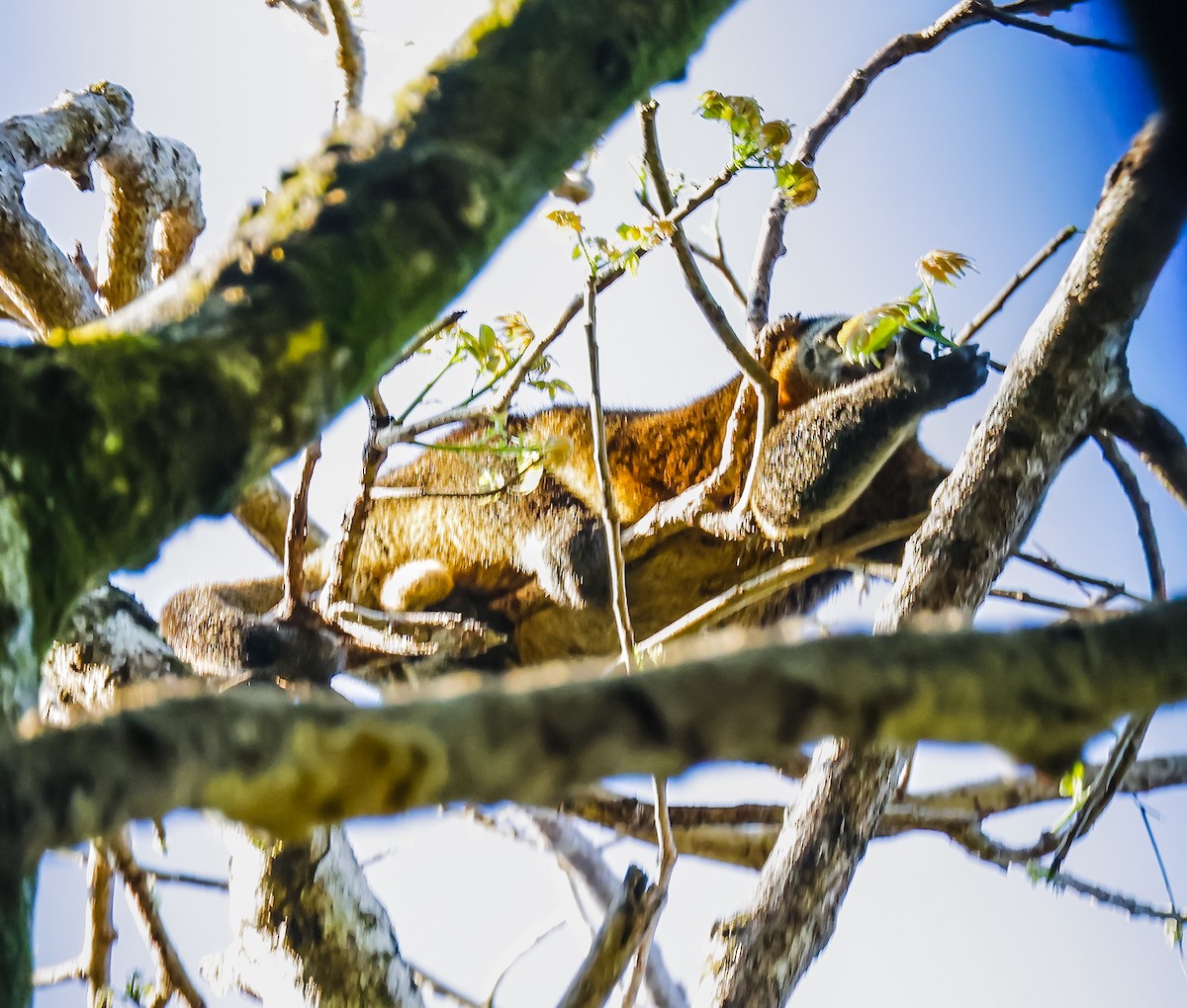 タマクスクス - ML644952129