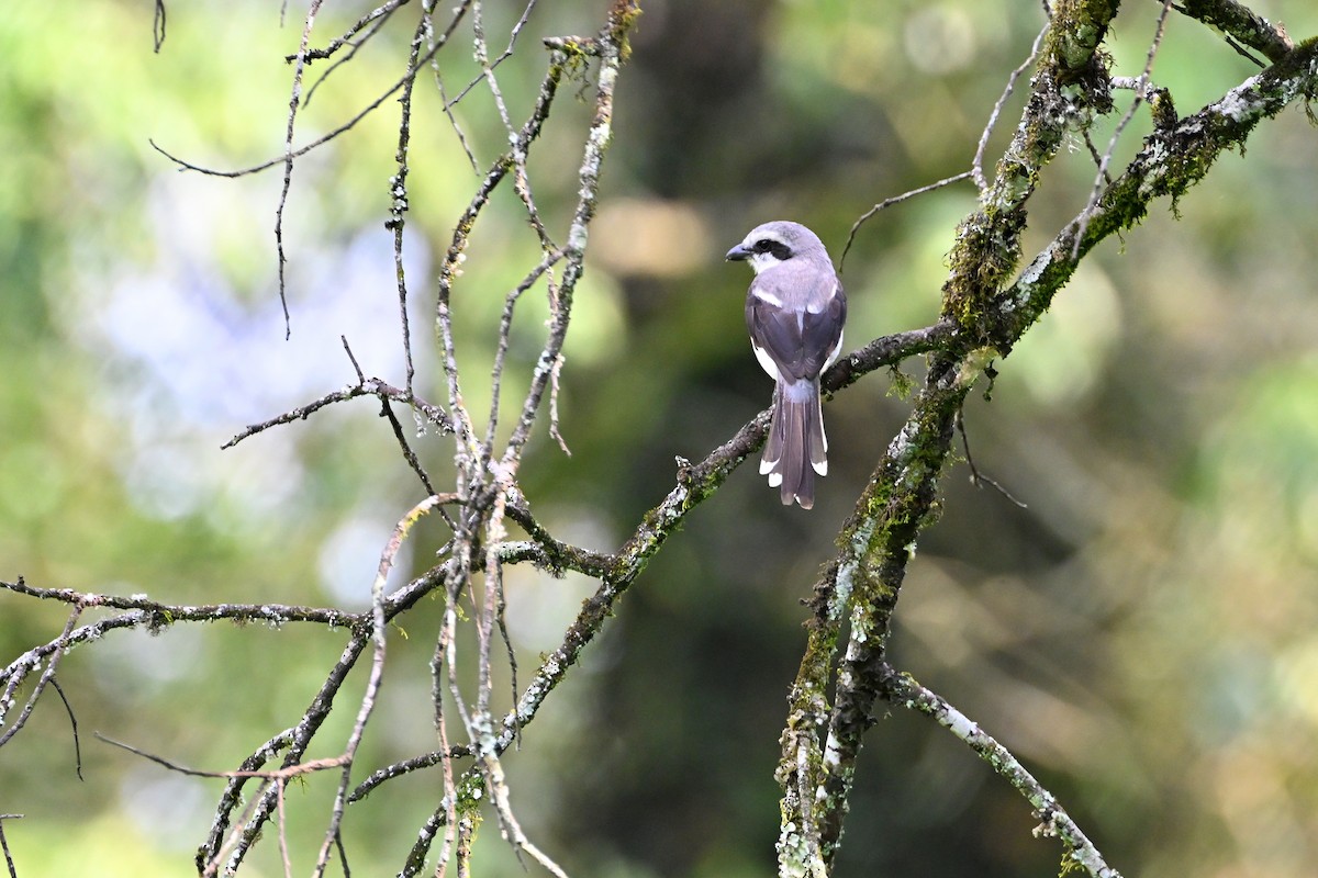 Mackinnon's Shrike - ML644952133