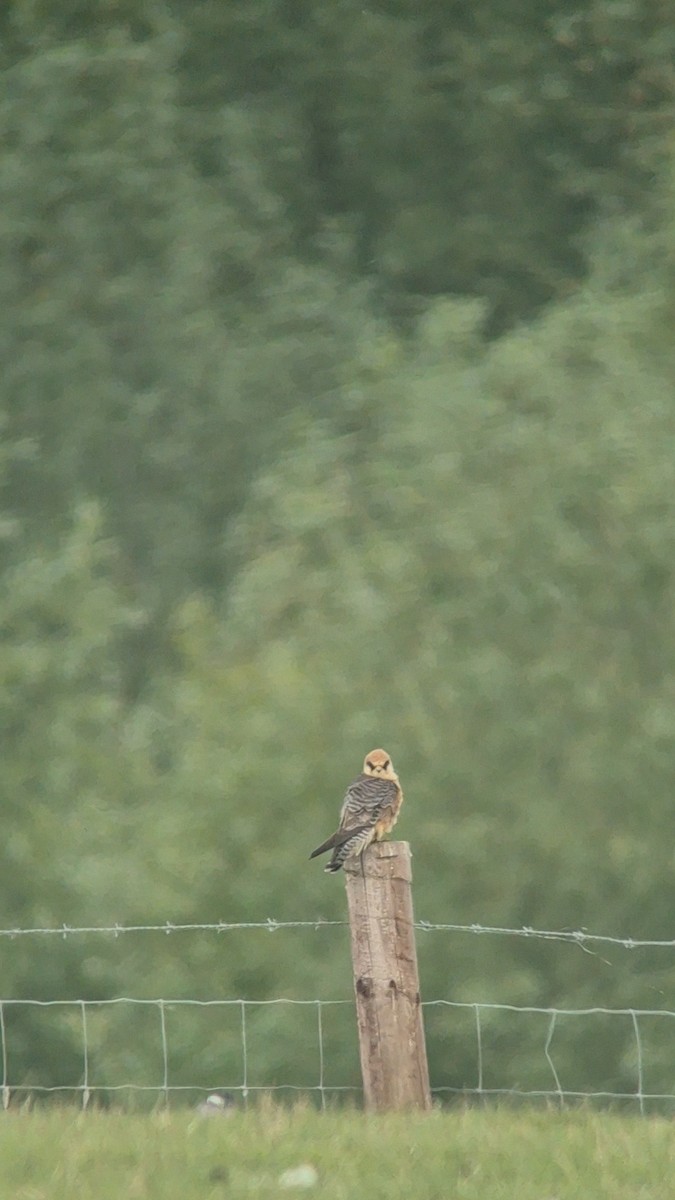 Red-footed Falcon - ML644952144