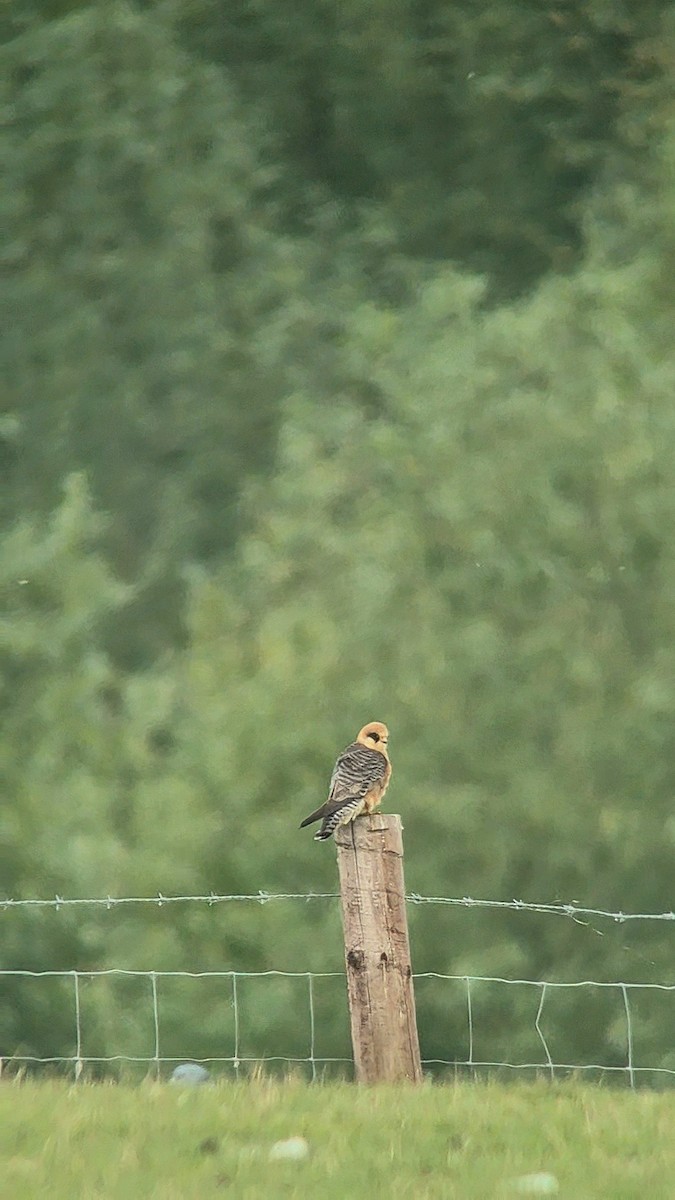 Red-footed Falcon - ML644952145
